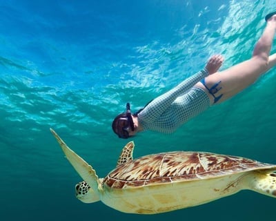 Waikiki Turtle Snorkeling Tour
