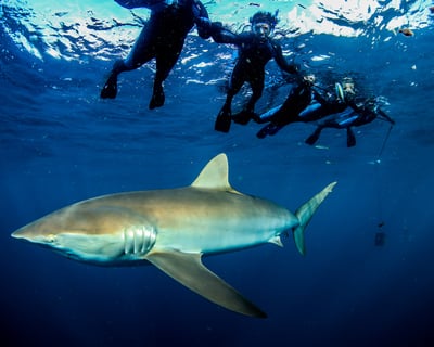 3-Hour Shark Snorkeling Tour in Riviera Beach