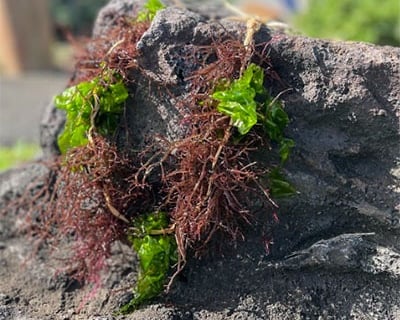 Hawaiian Limu Lei-Making Experience At Sea Life Park