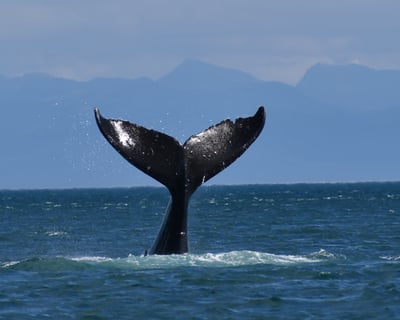 Hoonah Whale Watching Cruise With Drone Views