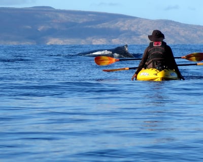 Private Kayak Whale Watch in Wailea and Makena