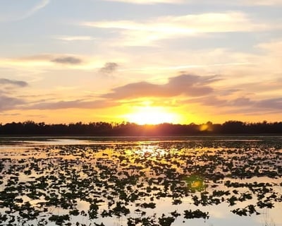 Lake Pierce Airboat & Pontoon Wildlife Tour