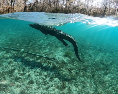 Private Guided Rainbow River Tour