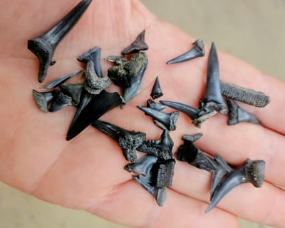 3-Hour Shark Tooth & Fossil Hunt Cruise in Charleston