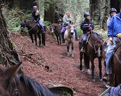 Redwood National Park 2.25-Hour Horseback Tour