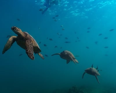 Honolulu Private Snorkeling at Turtle Canyon