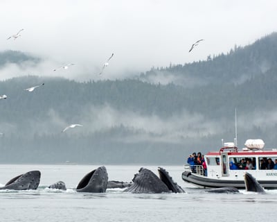 Juneau Whale Watching Cruise