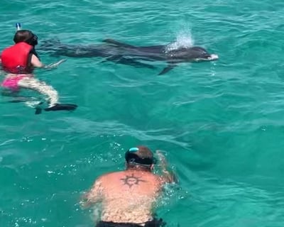 Private Dolphin & Snorkel Tour to Shell Island