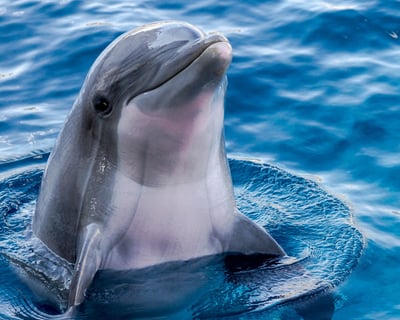 Navarre Dolphin Cruise