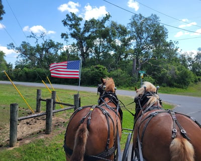 Horse-Drawn Ranch Tour in Brooksville