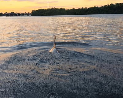 Indian River Lagoon Guided Eco Tour