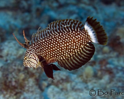 Discover Scuba Diving Lesson in Kailua-Kona