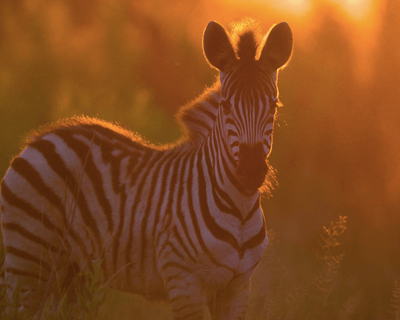 Sunset Safari Tour in Lakeland