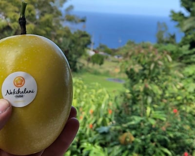 Lilikoi Farm Tour in Laupahoehoe