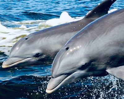 1.5-Hour Dolphin Cruise in Orange Beach
