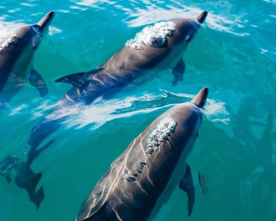 Private Dolphin Watching Cruise in Charleston
