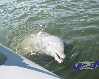 1-Hour Dolphin Cruise in Hilton Head