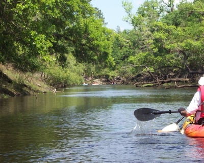 90-Minute Manatee & Dolphin Kayak Tour