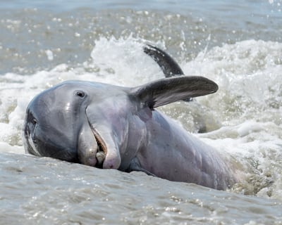 Dolphin Strand Feeding Expedition