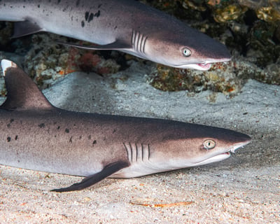 Reef Shark Snorkel Tour in Maui