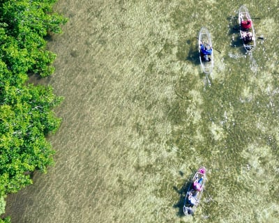 Private 2.5-Hour Clear Kayak Ecotour in Sarasota