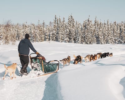 Dog Sledding Tour on Historic Yukon Quest Trail