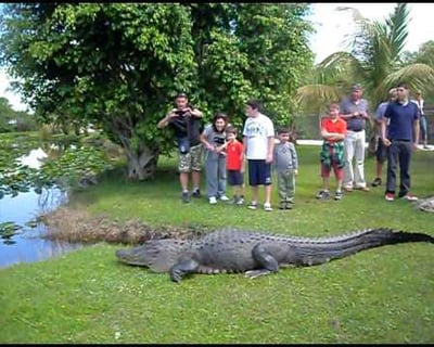 Everglades Airboat Guided Tour From Miami Beach