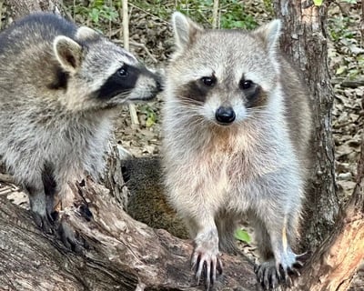 Raccoon Island Miami Private Boat Tour