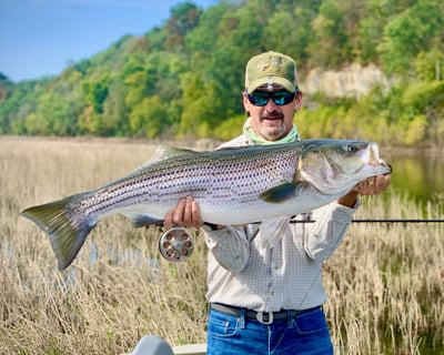 Boone Lake Striped Bass & Brown Trout Guided Fishing Trip