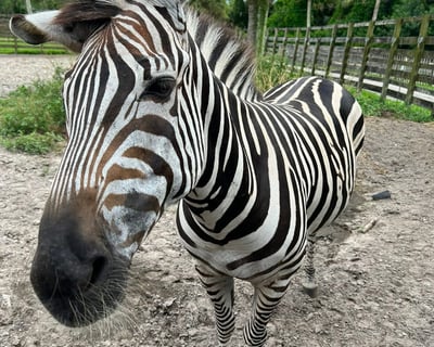 Naples Guided Animal Preserve Tour