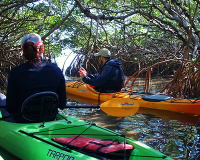 Private 2-Hour Mangrove Tunnels Kayak Tour in Lido Key