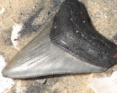 Shark Tooth Fossil Hunting Tour in Savannah River