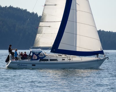 Marine Wildlife Sailing Charter in Friday Harbor