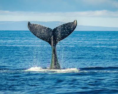 Classic Whale Watch from Ka'anapali Beach