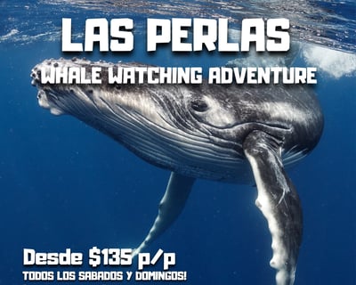 Las Perlas Whale Watching Cruise From Panama City