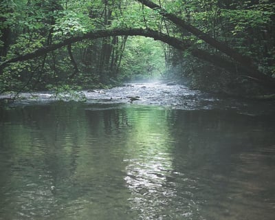 Johnson City Guided Wild Trout Fly Fishing