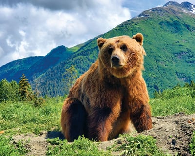 Anchorage 6-Hour Wildlife & Glacier Tour