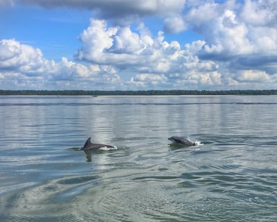 90-Minute Narrated Dolphin Cruise in Hilton Head
