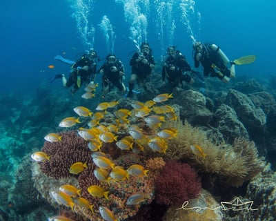 Culebra Island 2-Reef Diving Tour