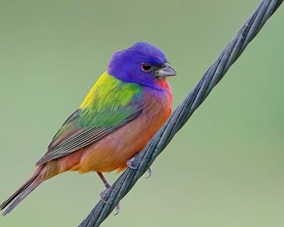 Guided Birding Tour on Fripp Island