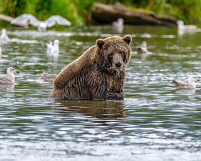Bear Viewing Flight Tour From Homer