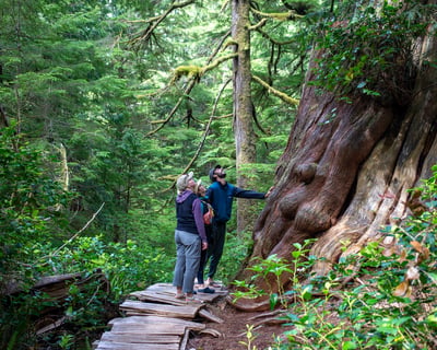Kayak & Hike the Big Tree Trail in Tofino
