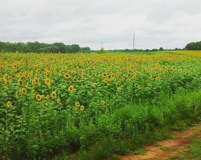 1.5-Hour Train Ride in Winnsboro