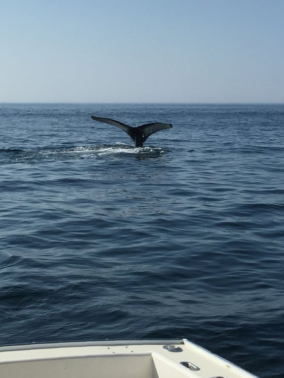 Humpback Encounters on Private 3.5Hr Cruise
