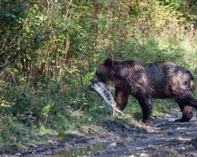 Guided Bear Viewing Tour in Hoonah