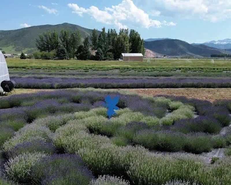 Lavender Farm Tour & Custom Gift Basket in Heber City