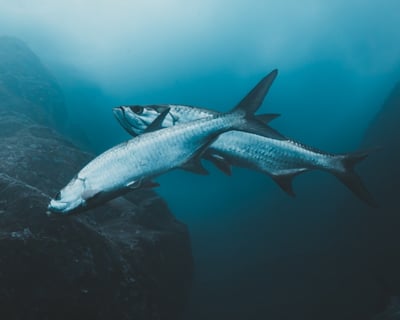Islamorada Tarpon Fishing Charter