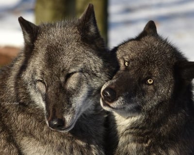 75-Minute Guided Wolf Tour in Columbia