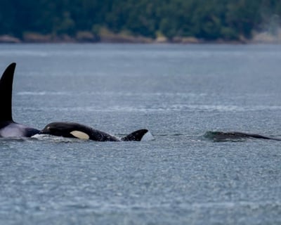 4-Hour Whale Watching Cruise in Port Townsend