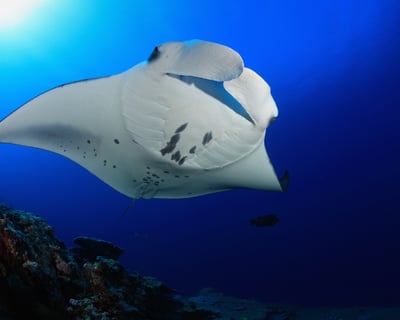 Manta Ray Night Snorkeling Tour in Kailua-Kona
